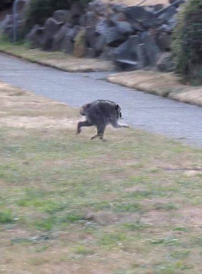 Raccoon Jimothy goes viral: Meet the oddly shaped viral Seattle raccoon with a spine deformity who has captured millions of hearts and become the internet's newest wildlife sensation
