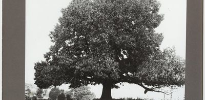New genetic approaches raise hopes for restoring the American chestnut to its former glory