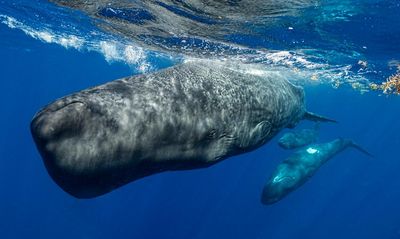 Sperm whales change ‘vowel’ sounds when boats are nearby, scientists discover