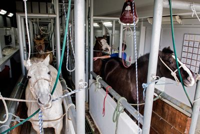 FDA Issues 11th Emergency Authorization to Fight New World Screwworm, This Time for Ivermectin in Horses