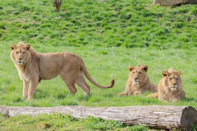 Belfast Zoo welcomes three ‘playful’ young lion brothers