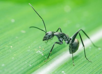 Michelin-starred restaurateur faces jail for using ants in desserts