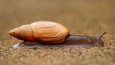 In 1955, Hawaii released a cannibal snail to control another invasive snail, but the predator instead helped push the islands’ rare native tree snails toward extinction