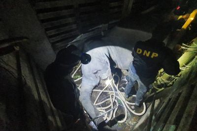 Parks and wildlife officials faulted in elephant death