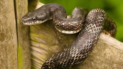 A backyard chicken owner thought hens were eating the missing eggs, but later found five chicken snakes curled up inside the nest boxes