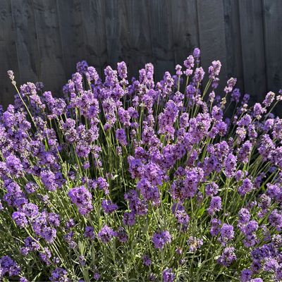 3 ways to successfully plant lavender in July – and ensure it thrives, even when the weather is hot and dry