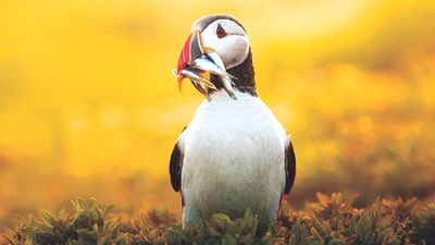 16-year-old photographer's golden puffin image won top photo prize and landed a magazine front cover – now young photographers are invited to follow in her footsteps