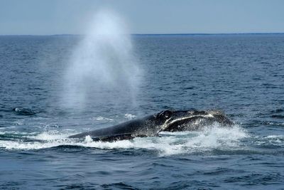 Fears for endangered right whales grow as moratorium clears a key hurdle