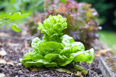 What Should You Do With Bolted Lettuce Besides Throwing It Away?