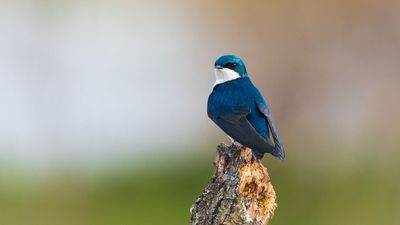 Wildlife photographers' "obsession" with image quality could be detrimental to birding research, warn citizen scientists