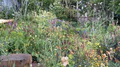 Collect Seeds From These Popular Flowers in July – and Enjoy Beautiful, Free Blooms Next Year
