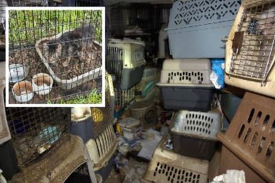 Florida mail carrier had 80 cats in her home that she ‘collected along her route’