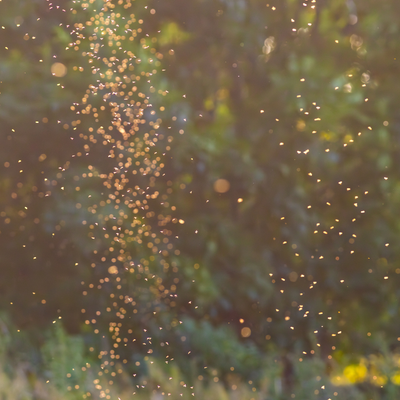 5 scents mosquitoes can't stand and will make your home and garden smell divine – say goodbye to painful bites this summer