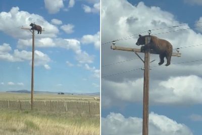 Bear spotted at the top of telephone pole along New Mexico highway
