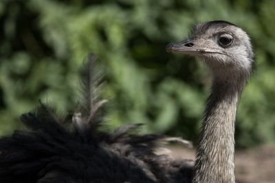 Pet emu chased down Pennsylvania street before being mauled to death by neighbor’s pitbulls