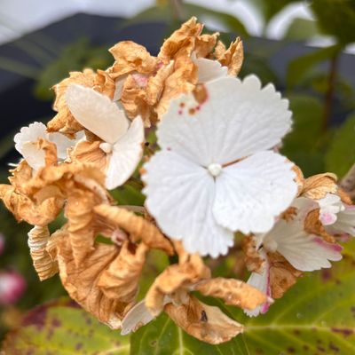 My hydrangea blooms are turning brown – experts told me why it's happening and how to stop it from getting worse so I can rescue the rest of this summer's flowers