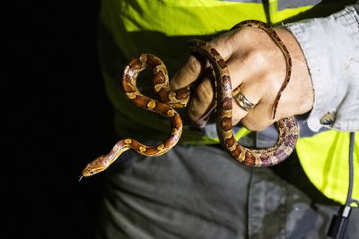 Florida's Invasive Pythons Are Slithering North and Scientists Fear Their Ecological Destruction Could Spread With Them