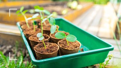 Don't let your plants die while you're on holiday – this simple hack will keep pots watered for days