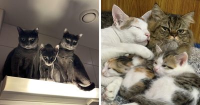 “Council Of Cats”: 80 Hilariously Adorable Cats Caught Planning Their Next Move (New Pics)