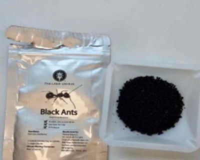 Michelin-starred restaurant owner in South Korea faces jail over ant dessert