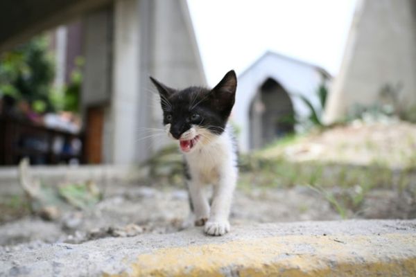 Venezuelans still searching for pets lost in quakes