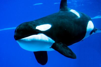 Orcas spotted ramming into giant fish carcasses and watching them explode for fun