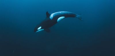 ‘Like someone whacking a piñata’: orcas explode sunfish by ramming them at high speed