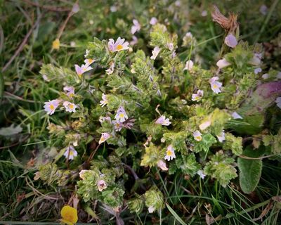 Country diary: The eyebright paradox: a sunny healer and tiny parasitic thief