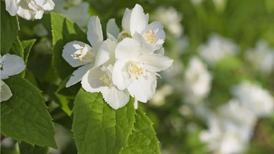This Fragrant, Hardy Shrub is Quietly Replacing Gardenia – For Abundant Blooms and Scent Without the Stress