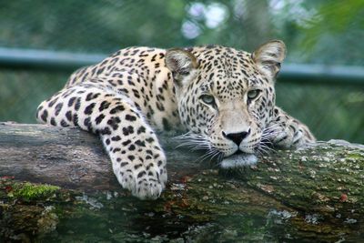 Watch: How an India Shopkeeper Escaped After a Leopard Burst Into His Liquor Store