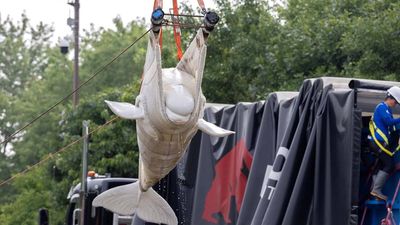 Historic relocation of 30 beluga whales begins from closed Canada's Marine park