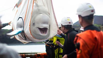 World's biggest marine mammal rescue begins in Canada as 30 beluga whales are relocated from shuttered Marineland after euthanasia fears