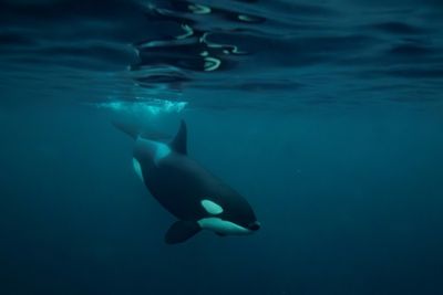 Killer whales blow fish to bits ‘for fun’, study finds