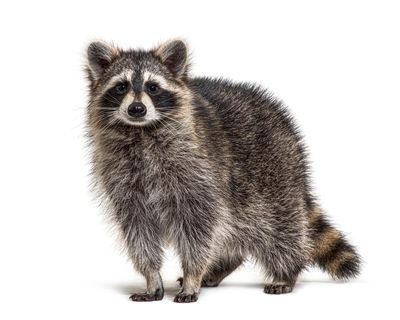 Thursday news quiz: Elections denied, a dog surprise, and a very viral raccoon
