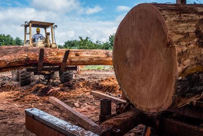 Legal logging and soaring saplings: the ‘green islands’ bucking the deforestation trend in central America
