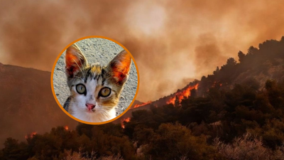 Wildfire investigators discover cats used to spread flames with fuel-soaked rags tied to tails, ‘heartbreaking’