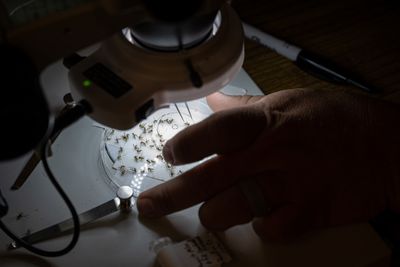 West Nile Virus Deaths Rise in Arizona as 2026 Season Tracks at 5 Times the Historical Baseline