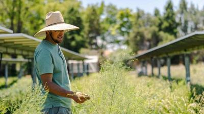 A Colorado farm is growing crops under solar panels, using shade to protect plants from heat while generating clean power and extra income