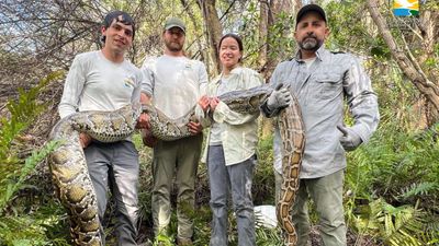 Florida scientists used female Burmese pythons as live lures to find invasive males in the Everglades, but 3 million camera-trap photos produced only four python detections