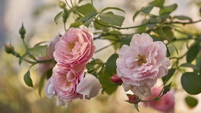 What to Do with Roses in July – 5 Easy Tasks to Keep These Romantic Plants Blooming