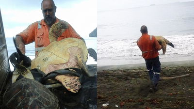 In 2015, two men bought live sea turtles from a Papua New Guinea food market and set them free instead of letting them become food