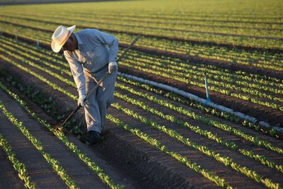 A new cyclospora cluster is under FDA investigation with US now facing four outbreaks