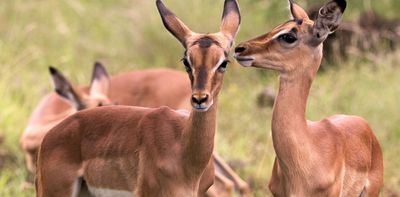 Do tourists stress out safari animals? We tested their dung to find out