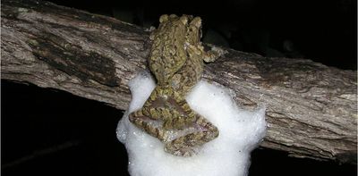 The sex life of treefrogs: how females build better nests by mating with multiple partners