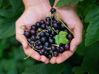 Can You Grow Blackcurrants in a Large Patio Container?