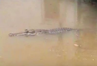 AI crocodile sparks school search in Chon Buri