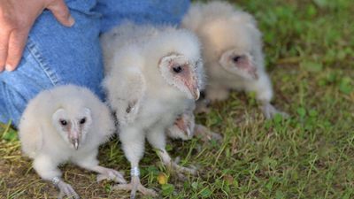 Six fluffy barn owlets were found nesting on a farm near Peterborough, bringing good news after the farm faced six suspected arson attacks this summer