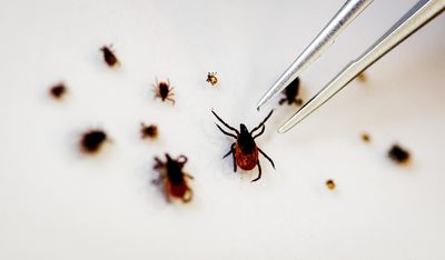 Tick Season Is at Its Peak Right Now: Here Is the Full-Body Check You Need After Every Trip Outside