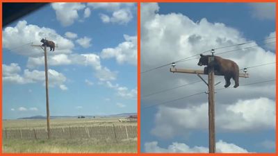 New Mexico driver calls 911 to report the most bizarre sight – a bear perched atop a power pole