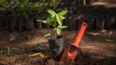Bangladesh plans to plant 250 million trees in five years; conservationists warn the wrong trees could damage entire ecosystems